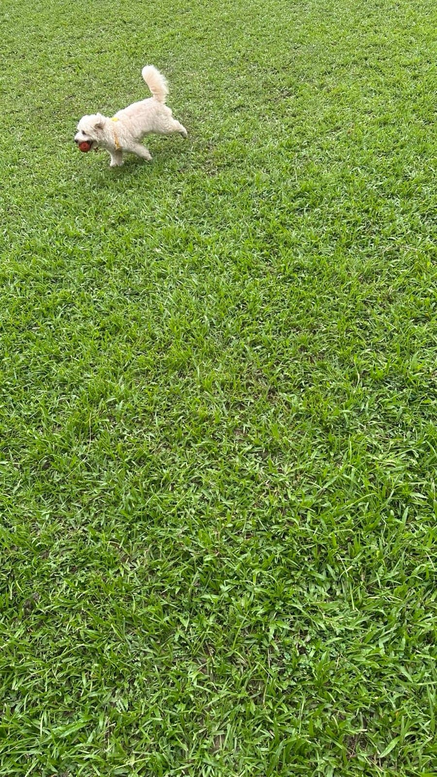 My dog chasing a ball across the grass